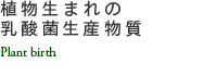 植物生まれの乳酸菌生産物質